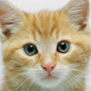 Meet your Posher, Crystalcreeperawmanawesomeboikoolkid